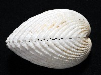 登錄號:006844-00047藏品圖，第3張