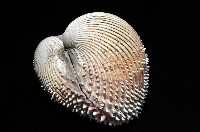 多刺鳥尾蛤藏品圖，第3張
