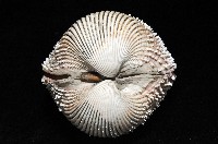 多刺鳥尾蛤藏品圖，第4張