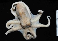 沙蛸(砂蛸、白線章魚)藏品圖，第1張