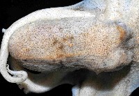 沙蛸(砂蛸、白線章魚)藏品圖，第2張