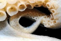 沙蛸(砂蛸、白線章魚)藏品圖，第3張