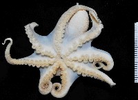 沙蛸(砂蛸、白線章魚)藏品圖，第4張