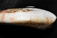 秀麗布萊海膽藏品圖，第2張