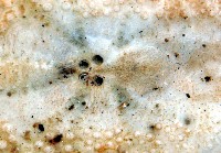 秀麗布萊海膽藏品圖，第3張