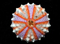 浪腔海膽(波紋腔海膽)藏品圖，第2張