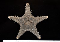 玉緣棘角海星(紫氏麗海星)藏品圖，第1張