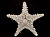 玉緣棘角海星(紫氏麗海星)藏品圖，第2張