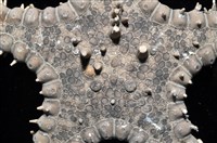 玉緣棘角海星(紫氏麗海星)藏品圖，第3張