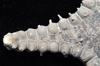 玉緣棘角海星(紫氏麗海星)藏品圖，第4張