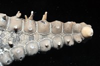 玉緣棘角海星(紫氏麗海星)藏品圖，第5張
