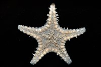 玉緣棘角海星(紫氏麗海星)藏品圖，第6張