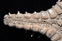 玉緣棘角海星(紫氏麗海星)藏品圖，第8張