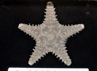 玉緣棘角海星(紫氏麗海星)藏品圖，第9張