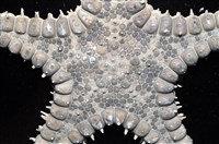 玉緣棘角海星(紫氏麗海星)藏品圖，第10張