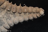 玉緣棘角海星(紫氏麗海星)藏品圖，第11張
