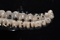 玉緣棘角海星(紫氏麗海星)藏品圖，第14張