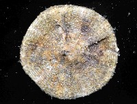 裸軟海膽藏品圖，第4張