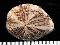 扁仙壺海膽藏品圖，第1張