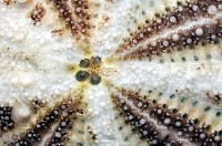 扁仙壺海膽藏品圖，第2張