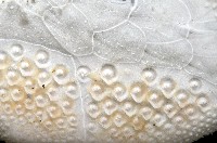 扁仙壺海膽藏品圖，第3張