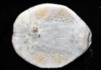 扁仙壺海膽藏品圖，第4張