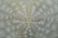裂邊毛餅海膽藏品圖，第2張