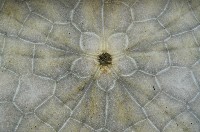 裂邊毛餅海膽藏品圖，第3張