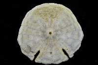 裂邊毛餅海膽藏品圖，第4張