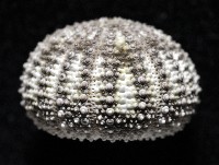 刻孔海膽藏品圖，第3張