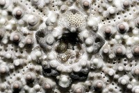 刻孔海膽藏品圖，第4張