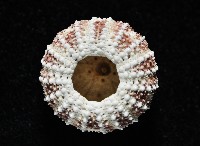 秀麗刻孔海膽藏品圖，第3張