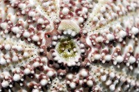 秀麗刻孔海膽藏品圖，第4張