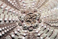雙色角孔海膽藏品圖，第2張