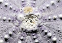 白棘三列海膽藏品圖，第2張
