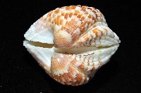 厚殼算盤蛤藏品圖，第4張