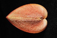 金絲鳥尾蛤藏品圖，第3張
