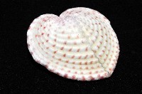 登錄號:006883-00015藏品圖，第1張