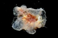 扁櫛蟲之一種藏品圖，第2張