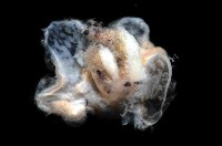 扁櫛蟲之一種藏品圖，第3張