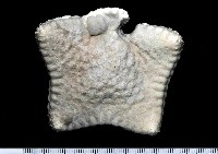 麵包海星(饅頭海星)藏品圖，第2張