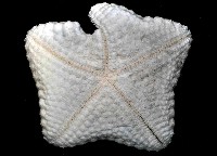 麵包海星(饅頭海星)藏品圖，第4張