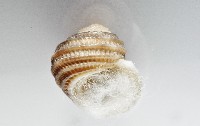 琉金雕鐘螺藏品圖，第7張