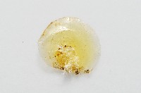 琉金雕鐘螺藏品圖，第8張
