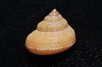 黃海鐘螺藏品圖，第3張
