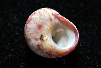 精靈蠑螺藏品圖，第4張