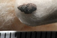 新種捲管螺類藏品圖，第1張