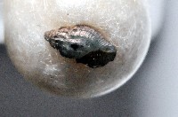 新種捲管螺類藏品圖，第2張