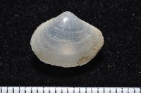 登錄號:006900-00010藏品圖，第1張