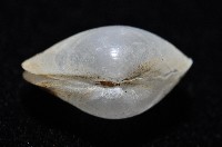 登錄號:006900-00010藏品圖，第2張